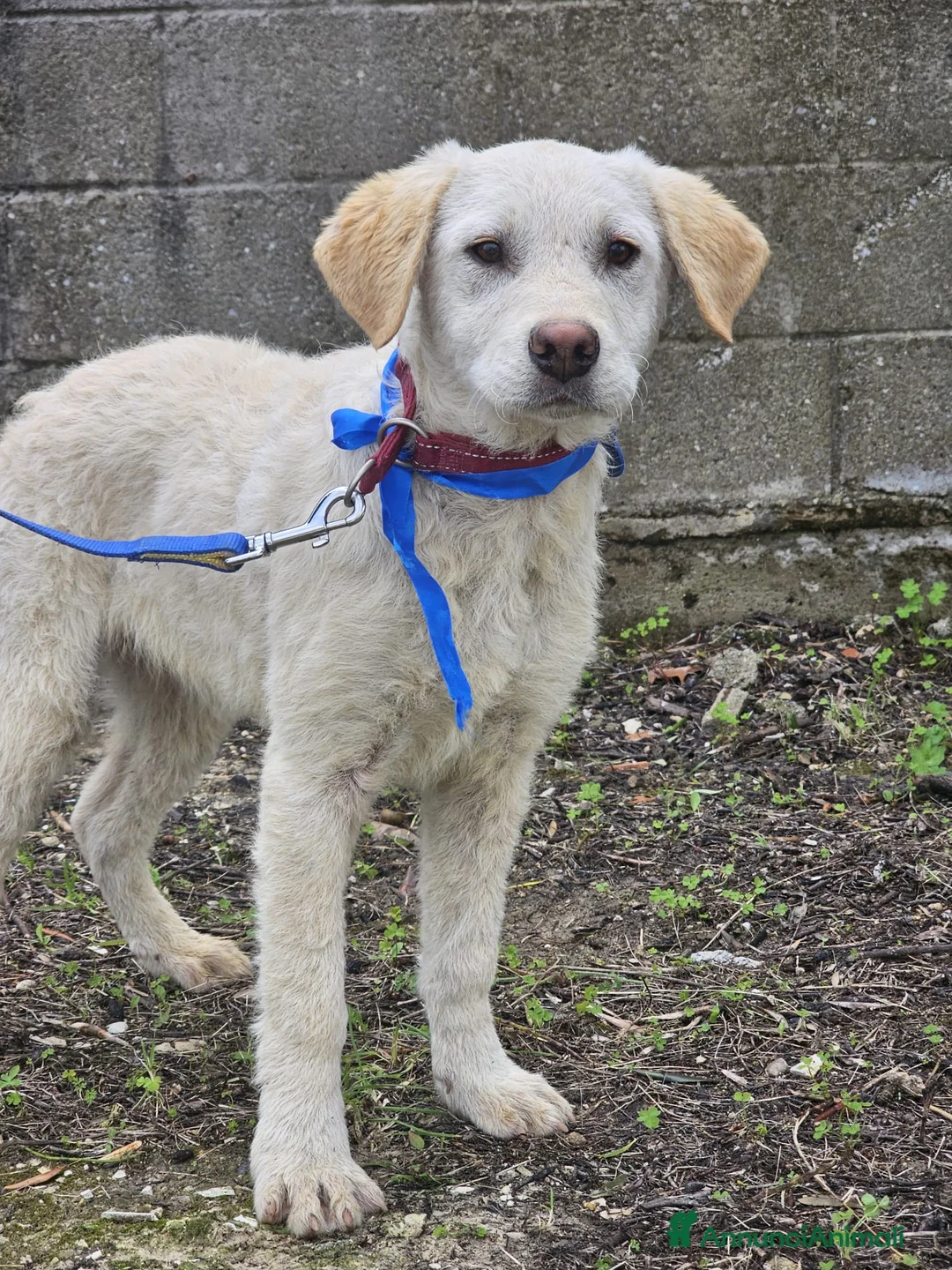 Meticcio cani in regalo: Roberto  a Provincia di Crotone - Annuncio 9