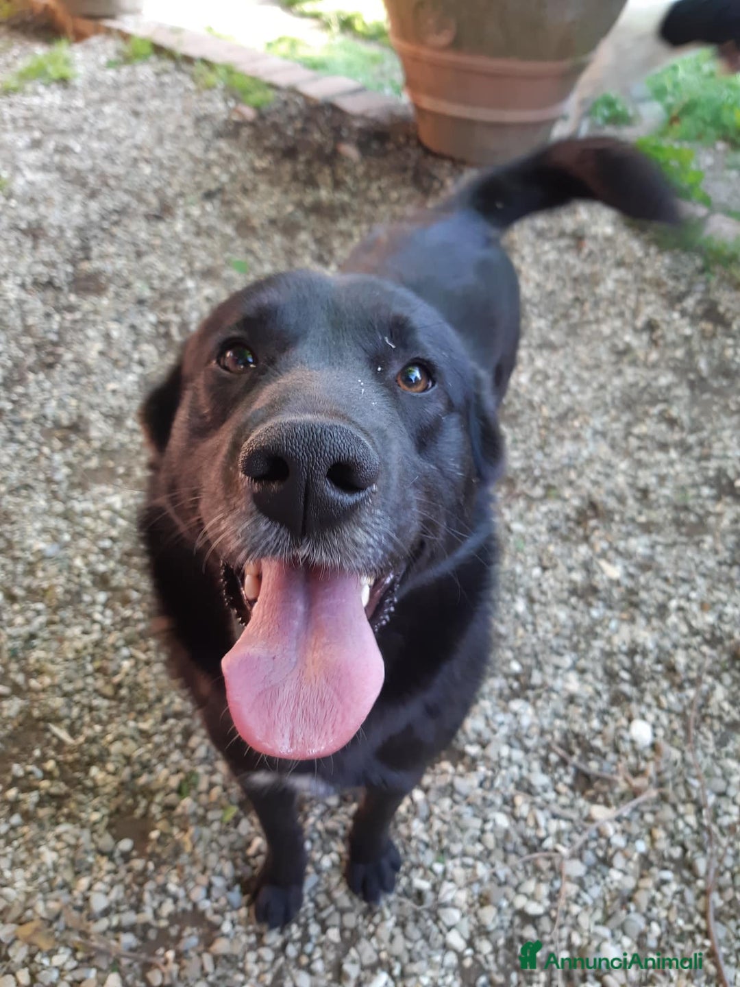 Meticcio cani in regalo: NATHAN, fantastico pastorino in nero! - Annuncio 8