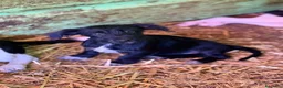 Meticcio cani in regalo: NERA, cucciola baffuta TG PICCOLA! - Annuncio 4