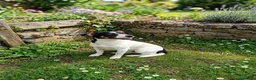 Meticcio cani in regalo: Cucciolo di taglia media piccola  - Annuncio 3