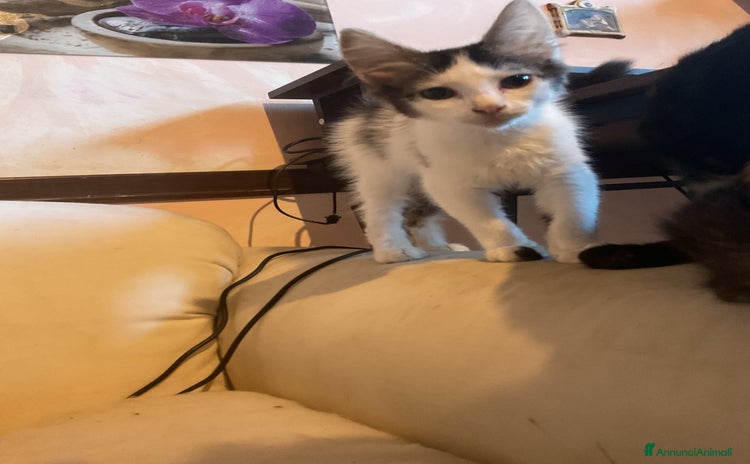 Altre razze gatti a Provincia dell'Aquila - Annuncio 15