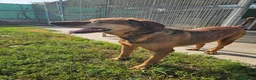 Meticcio cani in regalo: Brown: dolce e sensibile, cerca serenità  - Annuncio 14