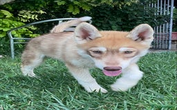 Husky cani in vendita: Cucciola di siberian Husky a Città Metropolitana di Venezia - Immagine 1