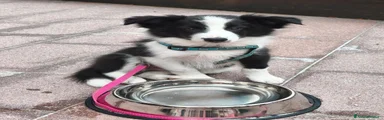 Border Collie 1