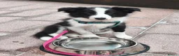 Border Collie cani in vendita: Border Collie - Annuncio 3