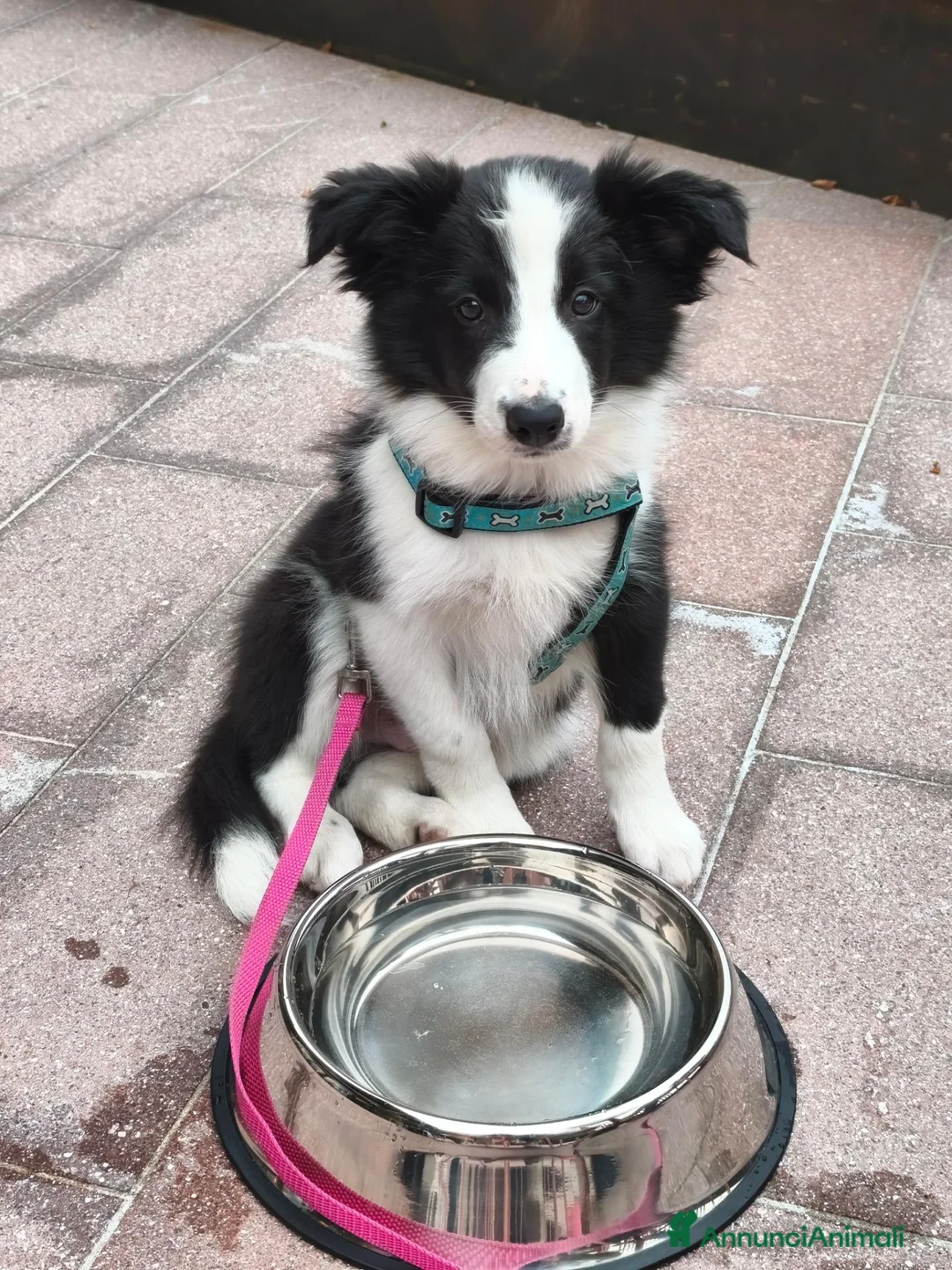 Border Collie cani in vendita: Border Collie - Annuncio 3