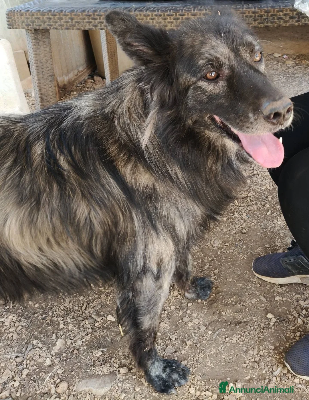 Meticcio cani in regalo: Markus bellissimo mix pastore belga a Città metropolitana di Milano - Annuncio 2