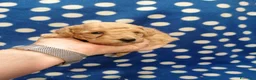 Barboncino cani in vendita: Barboncini nani cuccioli - Annuncio 5