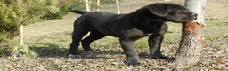 Cane Corso cani in vendita: spettacolari cuccioli di cane Corso  - Annuncio 11