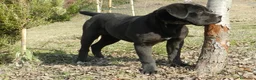 Cane Corso cani in vendita: spettacolari cuccioli di cane Corso  - Annuncio 11