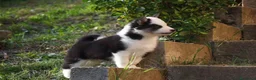 Yakutian Laika cani in vendita: Cuccioli di Yakutian Laika - Annuncio 3