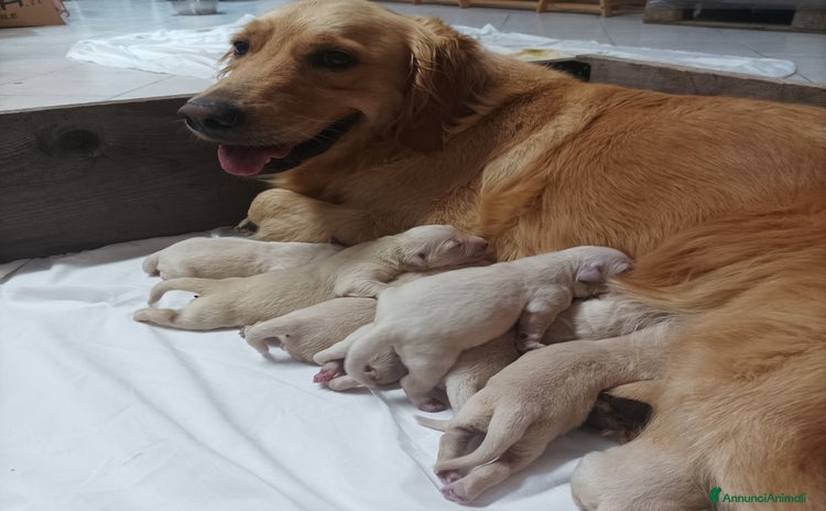 Golden Retriever cani a Provincia di Varese - Annuncio 3