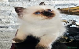 Sacro di Birmania gatti in vendita: ULTIMO CUCCIOLO SACRO DI BIRMANIA - Immagine 2