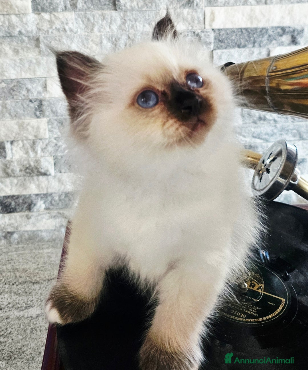 Sacro di Birmania gatti in vendita: ULTIMO CUCCIOLO SACRO DI BIRMANIA - Immagine 2