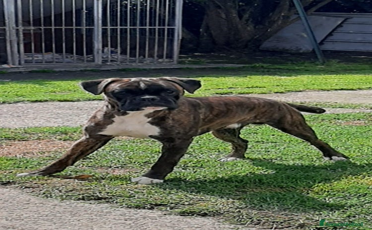 Boxer cani a Turbigo - Annuncio 3