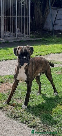 Boxer cani a Turbigo - Annuncio 3