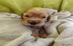 Cocker cani in vendita: Cuccioli Cocker Spaniel  - Immagine 1