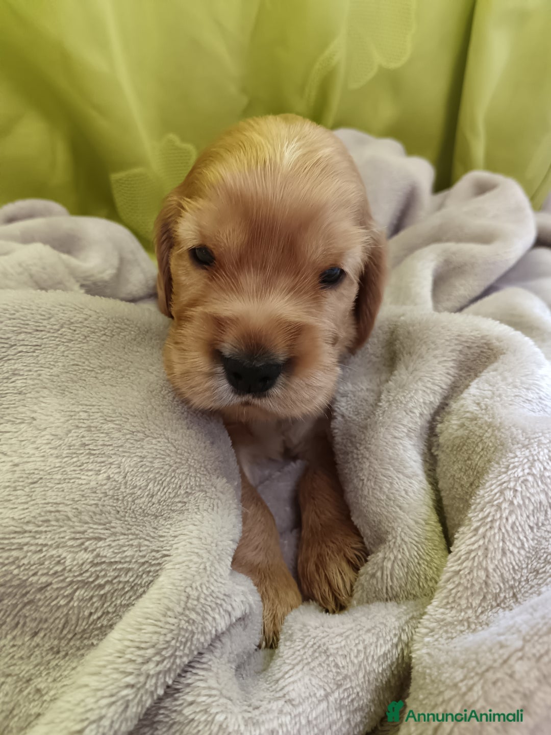 Cocker cani in vendita: Cuccioli Cocker Spaniel  - Immagine 1