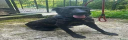 Meticcio cani in regalo: ORSA giovane e socievole a Città Metropolitana di Firenze - Annuncio 3