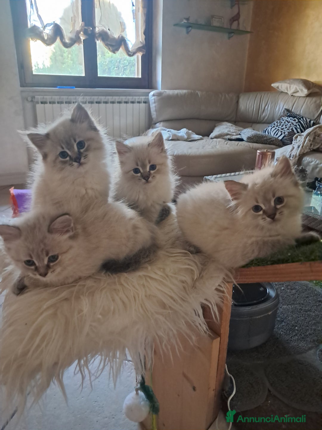 Siberiano gatti in vendita: Cuccioli siberiani neva  - Annuncio 4