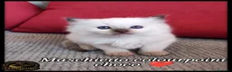 Ragdoll gatti in vendita: Ragdoll cuccioli seal/bicolor  a Città metropolitana di Milano - Annuncio 3