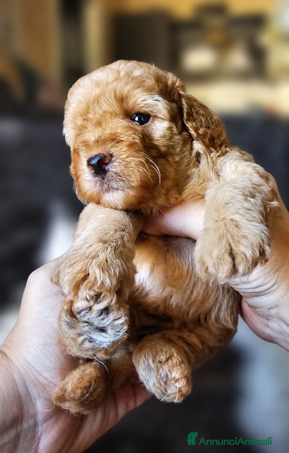Barboncino Toy cani Barboncini toy red disponibili - Annuncio 29