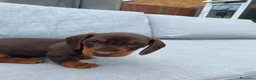 Bassotto cani in vendita: Bassotti nani  - Annuncio 3