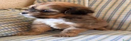 Shihpoo cani in vendita: Cuccioli di cane Shihpoo - Annuncio 8