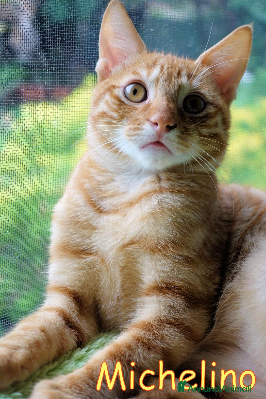 Europeo gatti in regalo: MICHELINO DOLCISSIMO GATTINO TABBY🆘 - Annuncio 4
