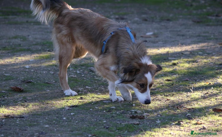 Border Collie cani - Annuncio 2