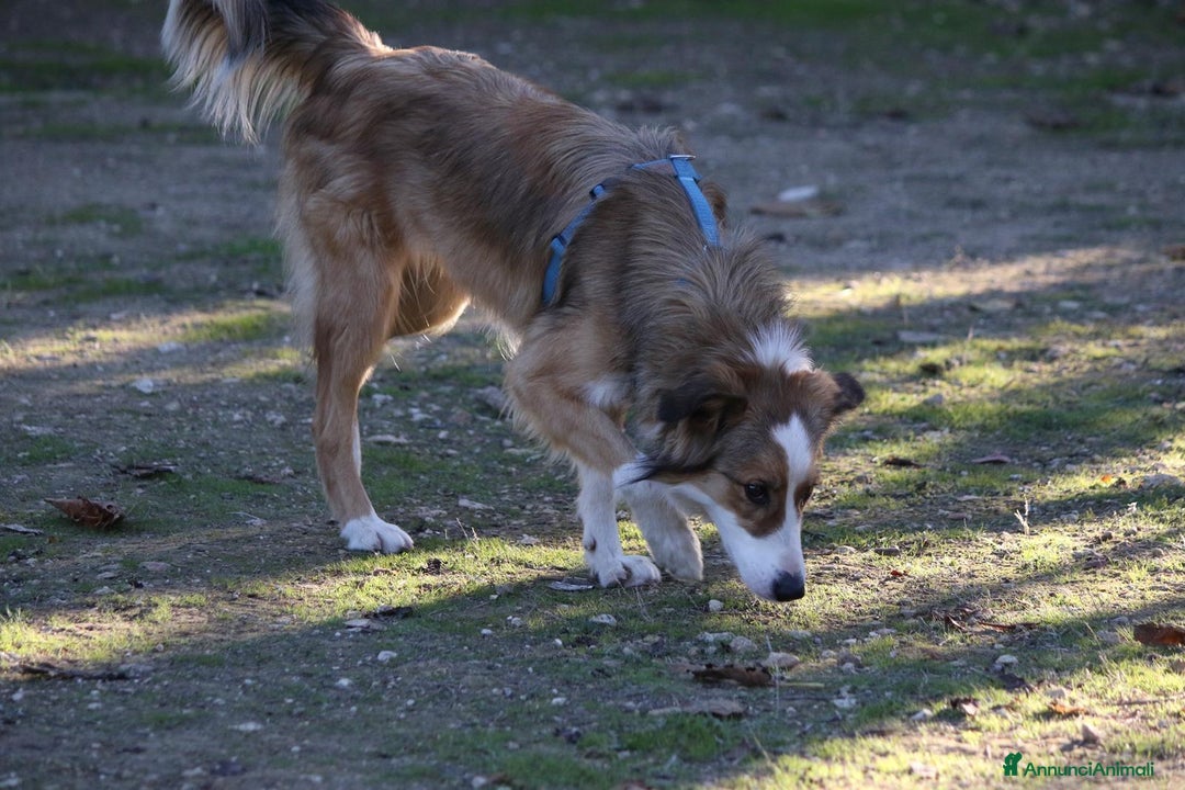 Border Collie cani in regalo: Evi cerca casa - Immagine 1