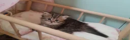 Persiano gatti in vendita:  Persiano CHINCHILLA' white e Golden tabby  - Annuncio 11