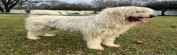 Meticcio cani in regalo: BELLE BELLISSIMO CERCA CASA - Annuncio 15