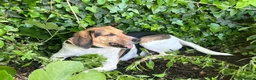 Meticcio cani in regalo: SNOOPY buono con tutti! - Annuncio 2