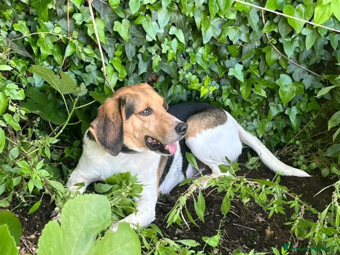 Meticcio cani in regalo: SNOOPY buono con tutti! - Annuncio 2