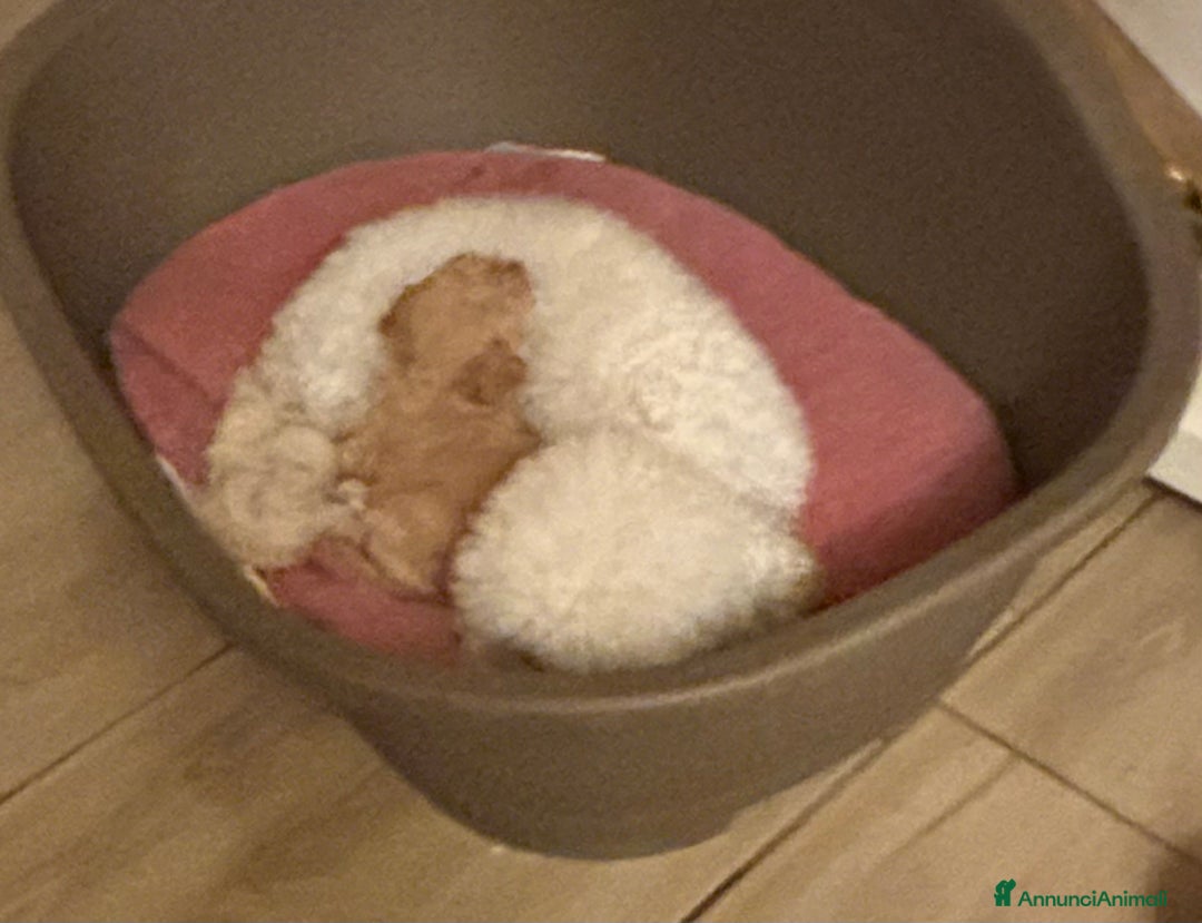 Barboncino Toy cani in vendita: Barboncini Toy - Annuncio 2