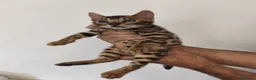 Bengala gatti in vendita: Bengala  - Annuncio 4