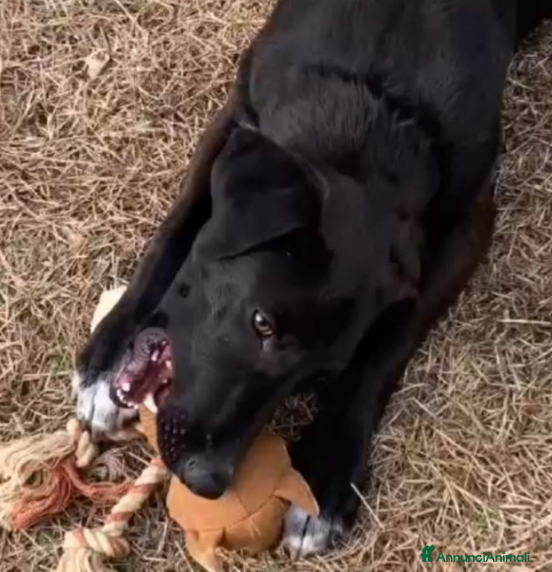 Meticcio cani in regalo: 18mesi tg media nero,in canile.MILANO SOS CASA - Annuncio 6