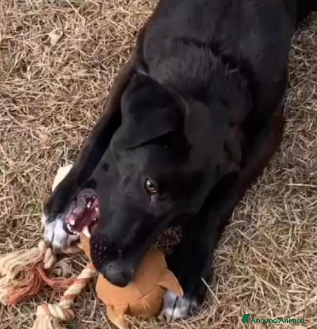 Meticcio cani in regalo: 18mesi tg media nero,in canile.MILANO SOS CASA - Annuncio 6