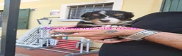 Bovaro del Bernese cani in vendita: Cuccioli bovari del bernese  - Annuncio 32