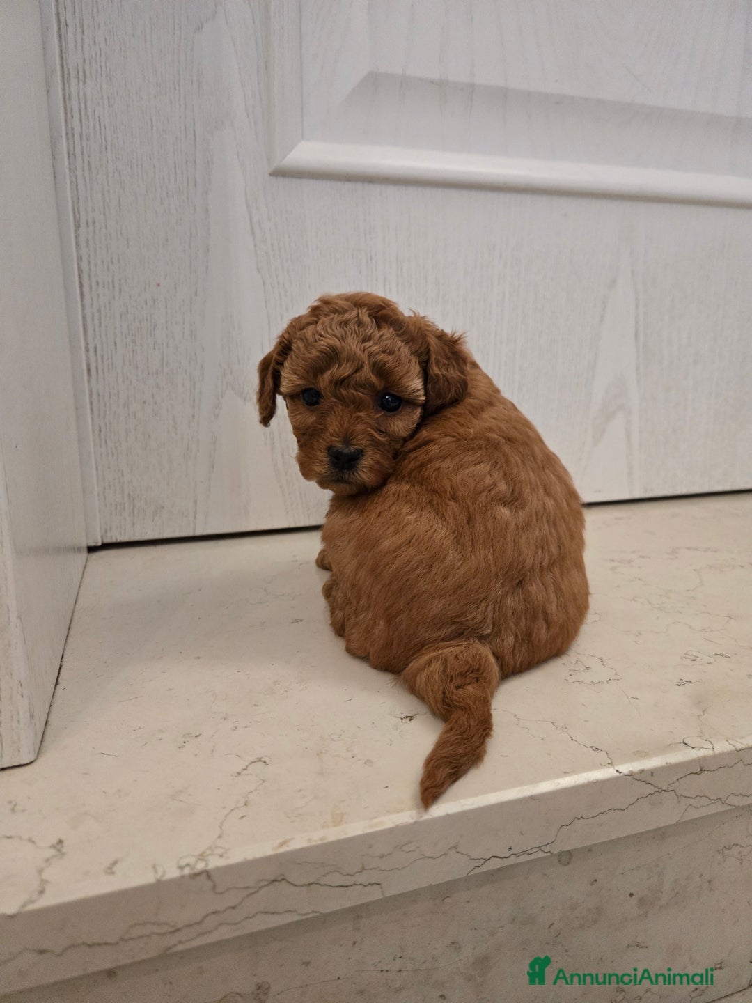 Barboncino cani in vendita: BARBONCINO NANO - Annuncio 7