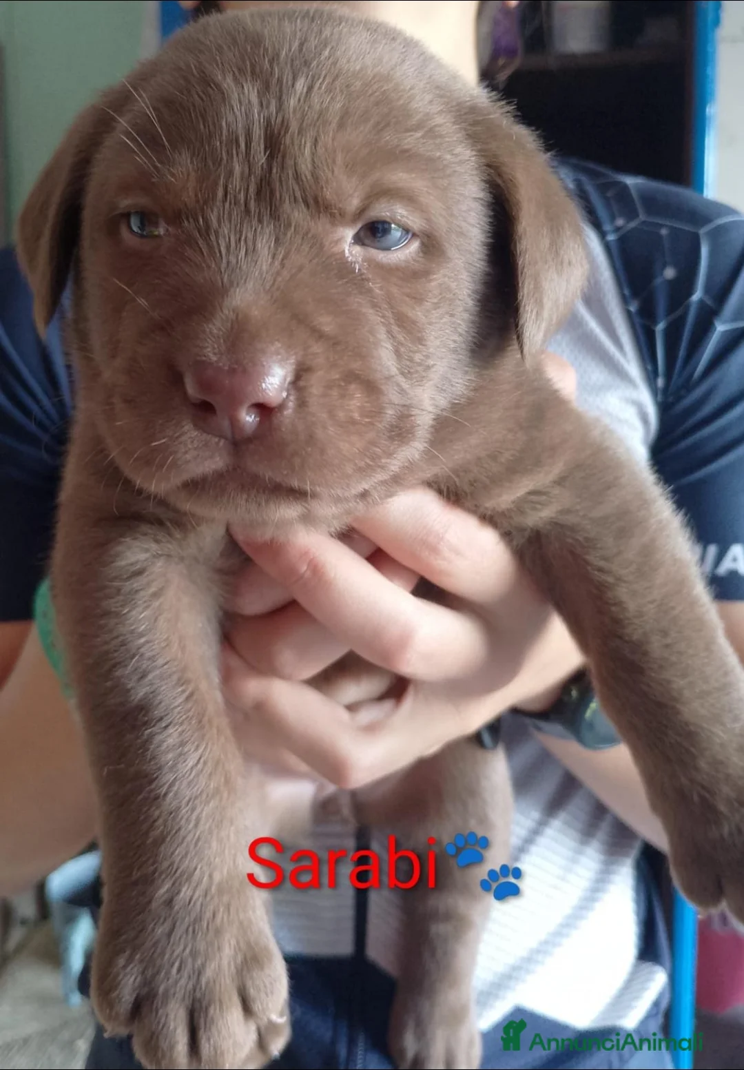 Labrador cani in vendita: Labrador cuccioli a Provincia di Bergamo - Annuncio 2