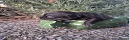 Chihuahua cani in vendita: Cuccioli di chihuahua  a Provincia di Ravenna - Annuncio 7
