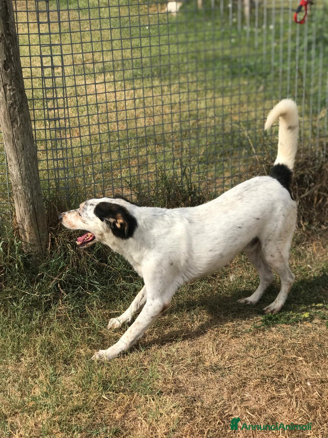 Meticcio cani in regalo: Bronto, un visetto dipinto a mano a Provincia di Latina - Annuncio 6