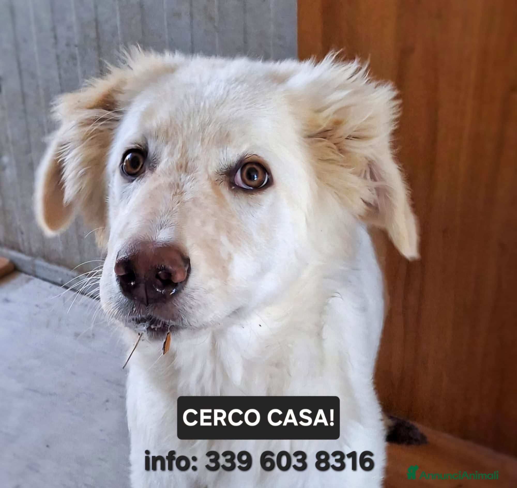 Meticcio cani EROS 💙 una nuvola bianca con le zampe - Annuncio 6