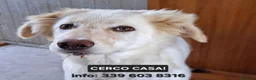 Meticcio cani in regalo: EROS 💙 una nuvola bianca con le zampe a Provincia di Perugia - Annuncio 1