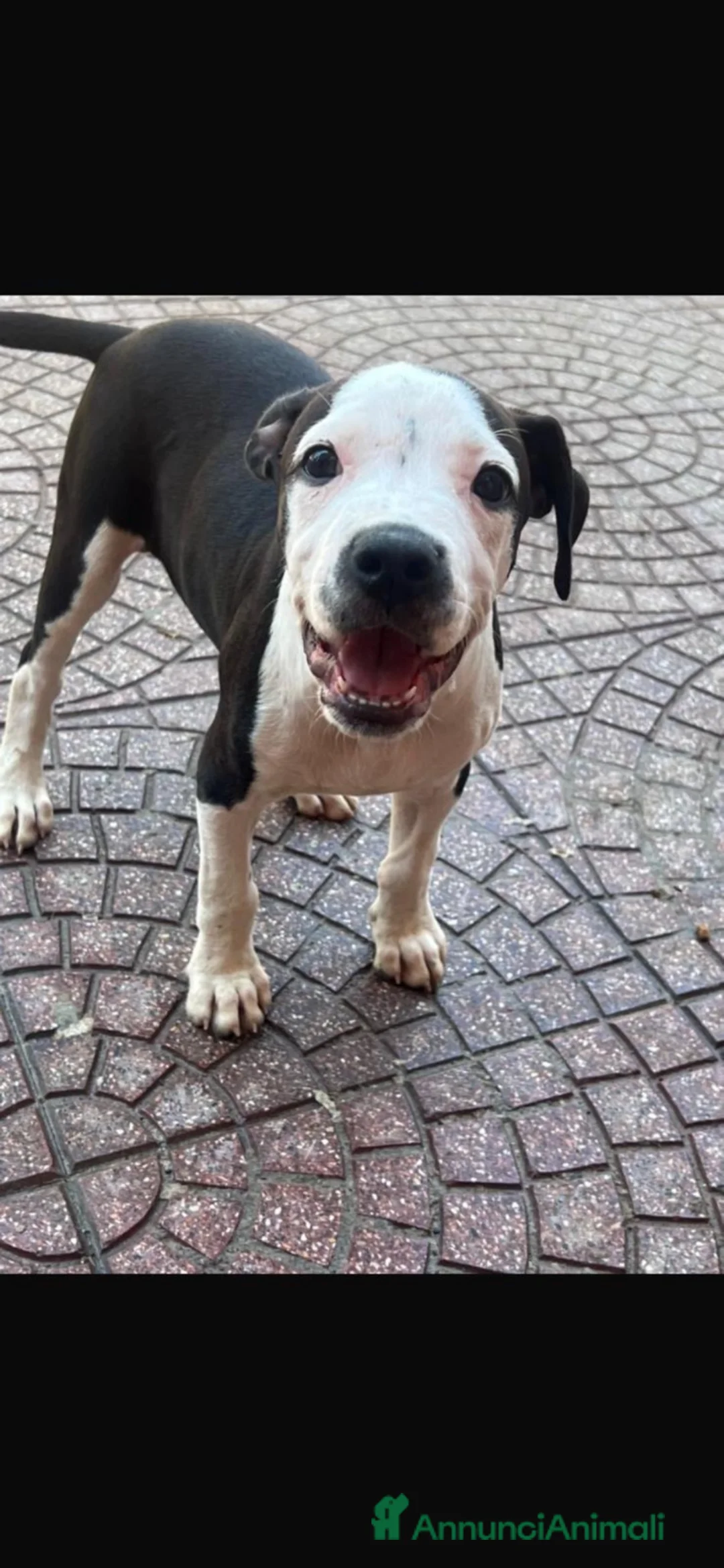 American Staffordshire cani in vendita: Amstaff - Annuncio 4