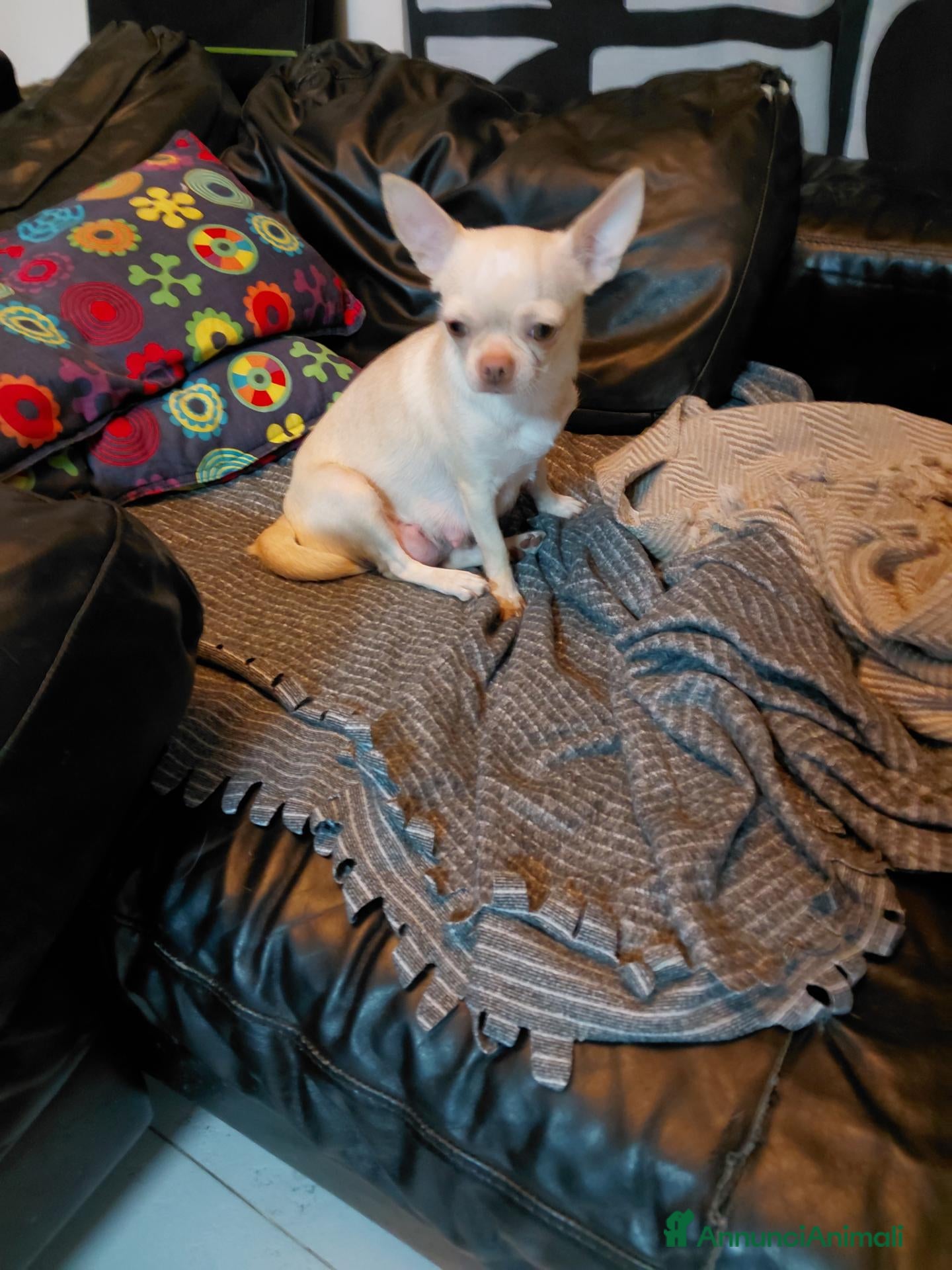 Chihuahua cani in vendita: Cuccioli di Chihuahua - Annuncio 6