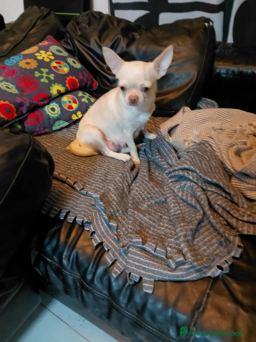 Chihuahua cani in vendita: Cuccioli di Chihuahua a Provincia di Potenza - Annuncio 1