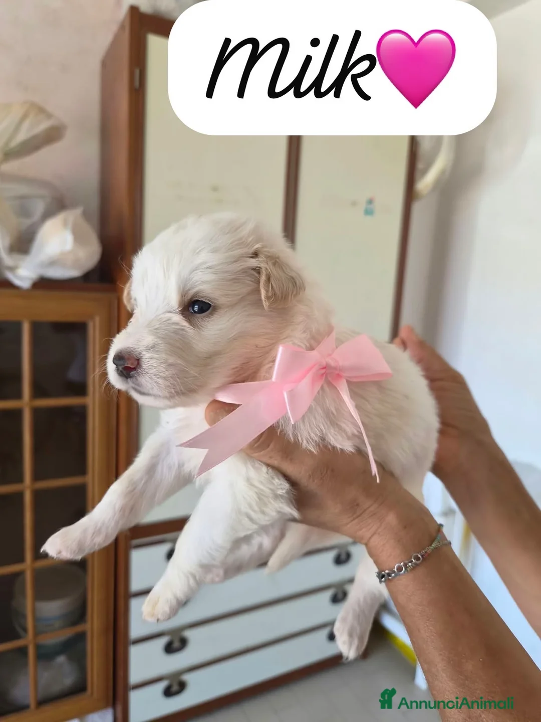 Meticcio cani in regalo: Milk dolce cucciola simil pastore australiano  - Annuncio 1